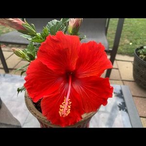 Meet your Posher, Behtarin